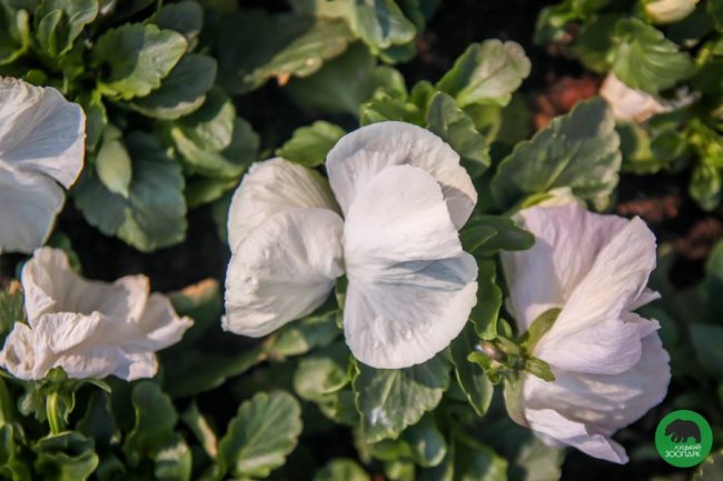 Луцький зоопарк вбрався у різнобарвні шати. ФОТО