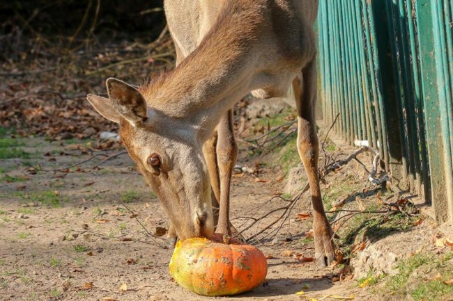 У Луцькому зоопарку відгуляли свято гарбуза: як це було. ФОТО