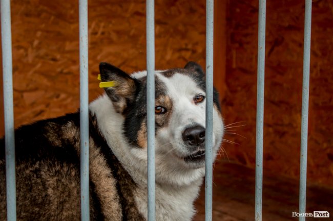 Тепло для чотирилапих: лісівники забезпечили дровами луцьку «Ласку». ФОТО