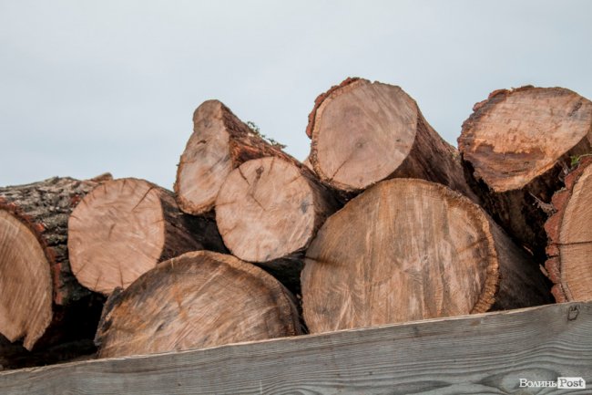 Тепло для чотирилапих: лісівники забезпечили дровами луцьку «Ласку». ФОТО