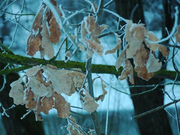 Луцький фотограф показав, де на Стиру «дрімають мавки»
