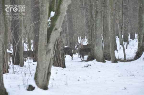 Як на Волині діти підгодовували диких тварин. ФОТО