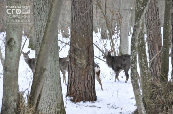 Як на Волині діти підгодовували диких тварин. ФОТО