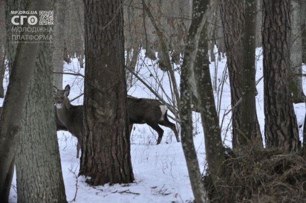 Як на Волині діти підгодовували диких тварин. ФОТО