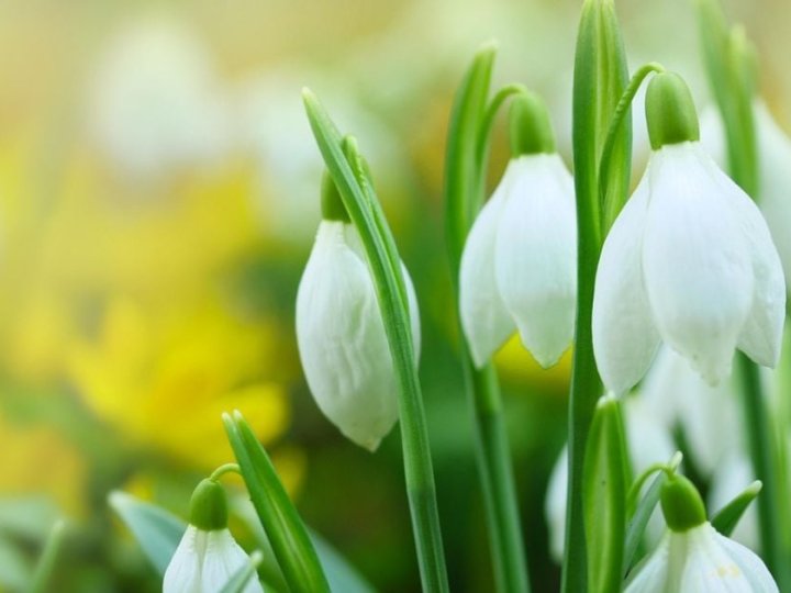 9 зимових рослин, які квітнуть навіть у мороз: як додати барв у сад