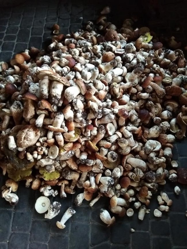 Волинський музикант назбирав гори грибів. ФОТО