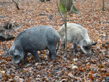На Старовижівщині відновлюють популяцію диких кабанів