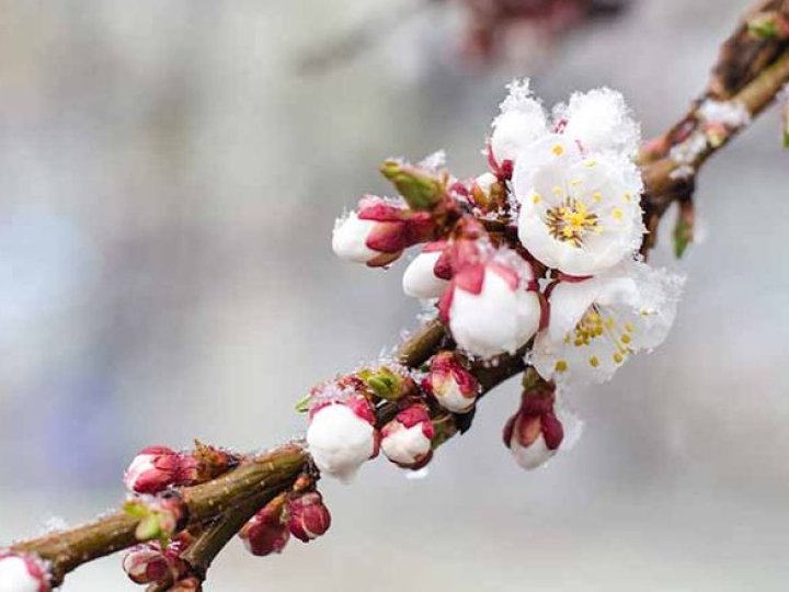 Заморозки на Волині: синоптики попереджають про різке похолодання до -5°