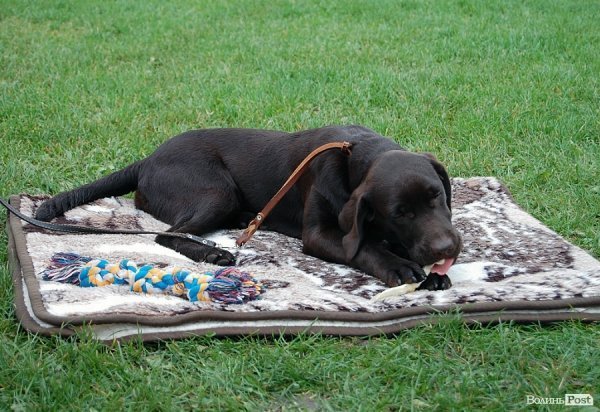 У Луцьку влаштували собаче свято. ФОТО