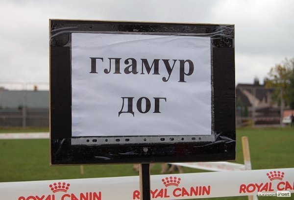 У Луцьку влаштували собаче свято. ФОТО