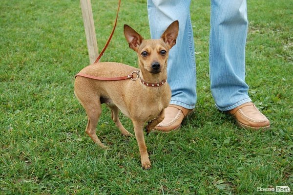 У Луцьку влаштували собаче свято. ФОТО