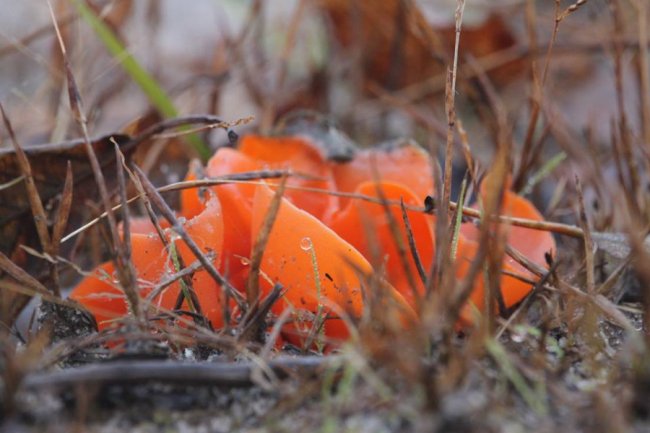 Волинянин натрапив на дивні їстівні гриби. ФОТО