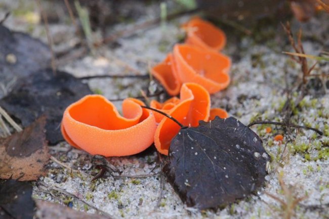 Волинянин натрапив на дивні їстівні гриби. ФОТО