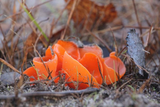 Волинянин натрапив на дивні їстівні гриби. ФОТО