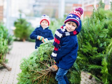 Скільки цьогоріч коштуватимуть ялинки