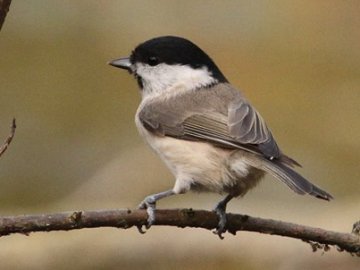 Перната красуня стала героєм фотосесії волинянина