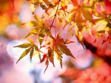 Бабине літо: синоптик розповіла, коли повернеться тепло в Україну