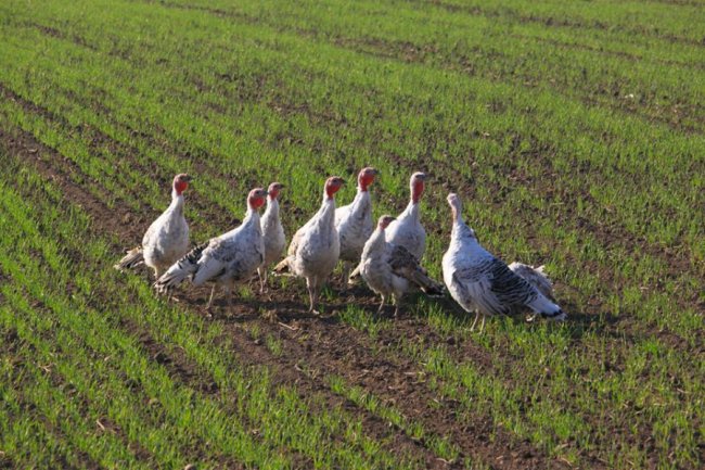 Осінні пейзажі Волинської височини: неймовірні фото