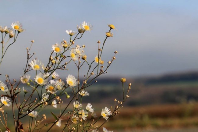 Осінні пейзажі Волинської височини: неймовірні фото