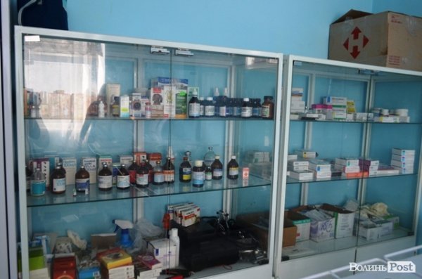 Майже 90% безпритульних тварин Луцька знаходять домівку. ФОТО