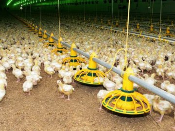 У селі на Волині хочуть збудувати пташник, людей кличуть на обговорення