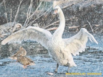 «Не треба створювати зайвого стресу», – директорка луцького зоопарку радить не спішити з порятунком лебедів. ФОТО