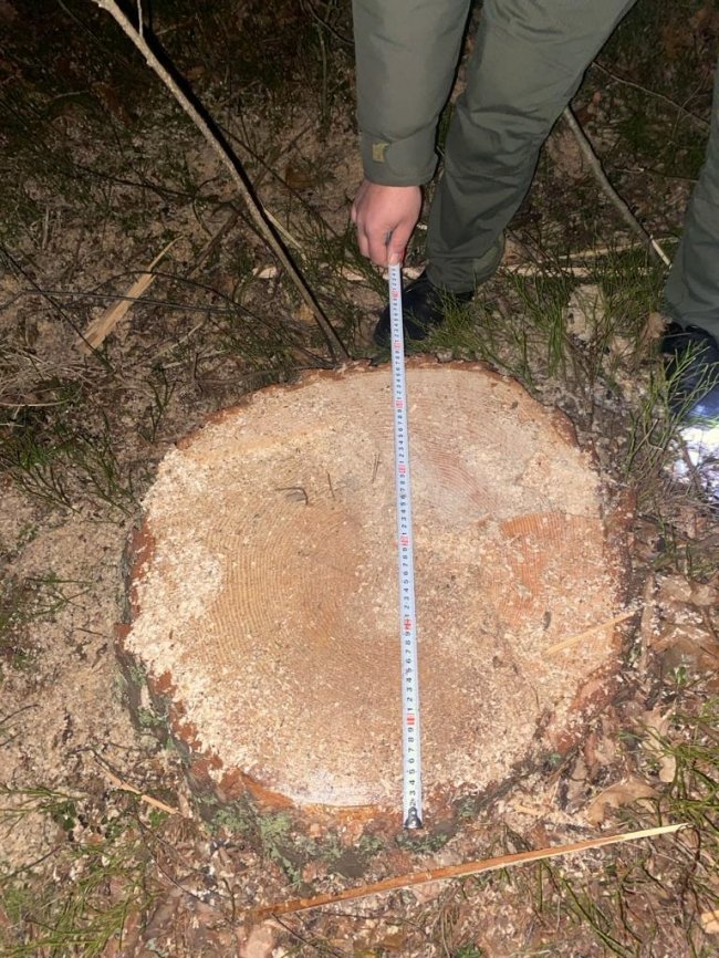 Затримали волинян, які незаконно вирубували дерева у прикордонні. ФОТО