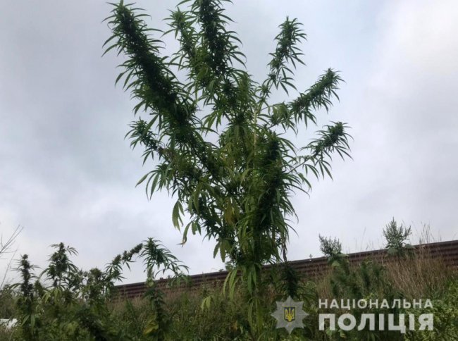 У волинян вилучили наркотики та пістолет. ФОТО