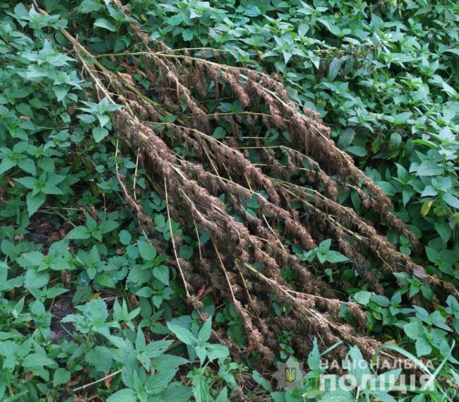 У волинян вилучили наркотики та пістолет. ФОТО