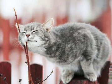 Погода у Луцьку та Волинській області на завтра, 4 лютого