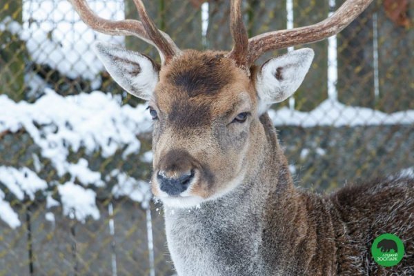 Зима в Луцькому зоопарку