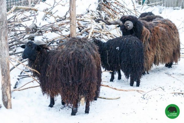 Зима в Луцькому зоопарку
