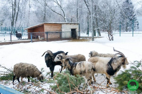 Зима в Луцькому зоопарку