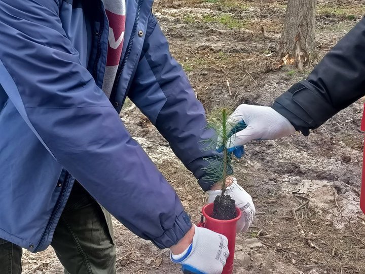 На честь воїнів, які загинули  в боях за Україну: на Волині висадили «Ліс пам’яті»