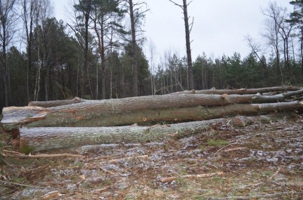 Сільська громада на Волині повстала проти незаконної вирубки лісу. ФОТО.ВІДЕО