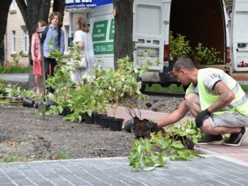 На Волі у Луцьку висадять чотири тисячі кущів