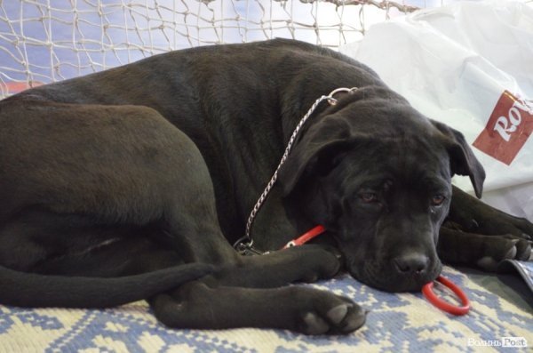 У Луцьку ‒ виставка собак. ФОТО