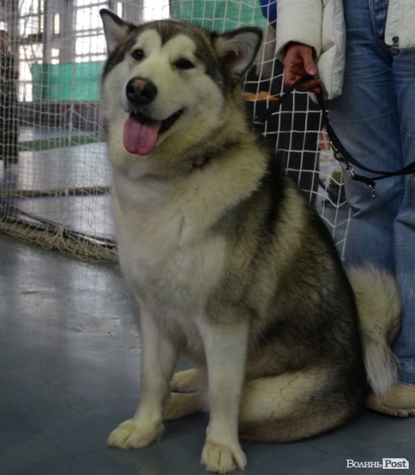 У Луцьку ‒ виставка собак. ФОТО