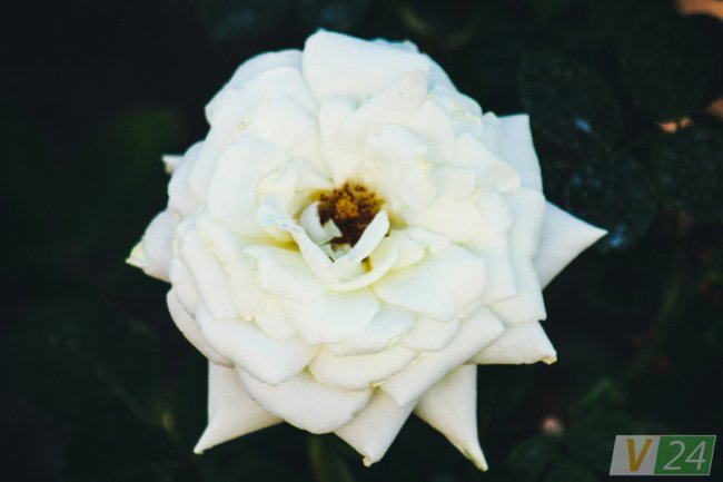 Рожеві, білі і червоні: у центрі Луцька зацвів трояндовий сад