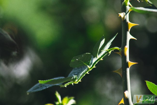 Рожеві, білі і червоні: у центрі Луцька зацвів трояндовий сад