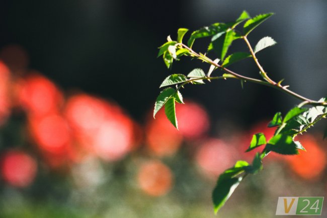 Рожеві, білі і червоні: у центрі Луцька зацвів трояндовий сад