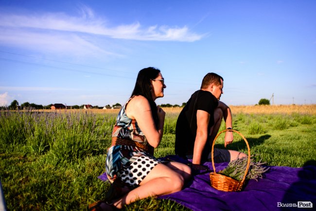 «Це – наша третя дитина»: на Волині подружжя створило лавандову плантацію. ФОТО