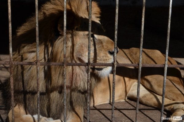 У Луцьку поляки проінспектували хід реконструкції міського зоопарку. ФОТО