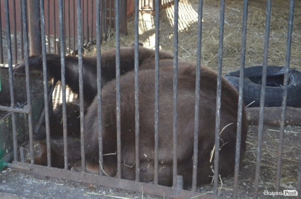 У Луцьку поляки проінспектували хід реконструкції міського зоопарку. ФОТО