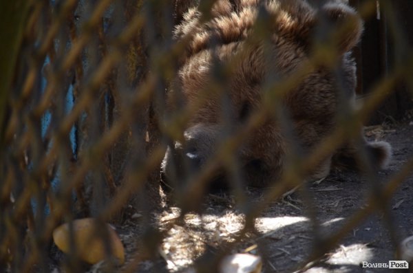 У Луцьку поляки проінспектували хід реконструкції міського зоопарку. ФОТО
