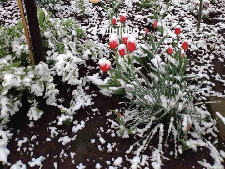 Квітневий сніг: в Україні раптово почало сніжити