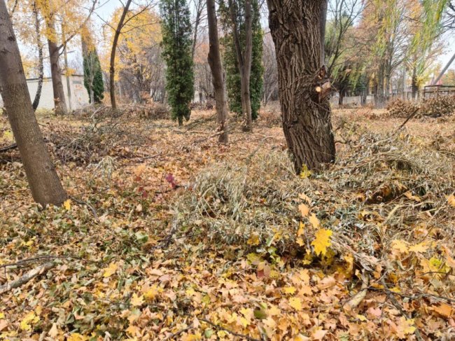 Біля Луцької райлікарні відновлюють парк. ФОТО
