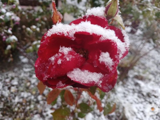 На Волині випав перший сніг. ФОТО