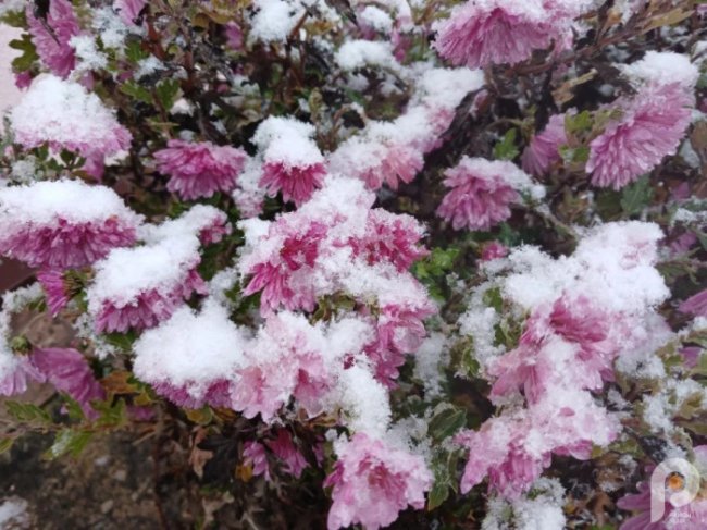 На Волині випав перший сніг. ФОТО