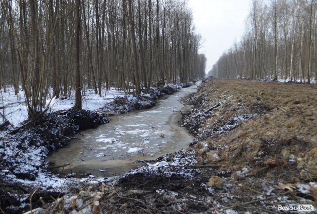 Жнива у зимовому лісі: як на Волині заготовляють деревину. ФОТО